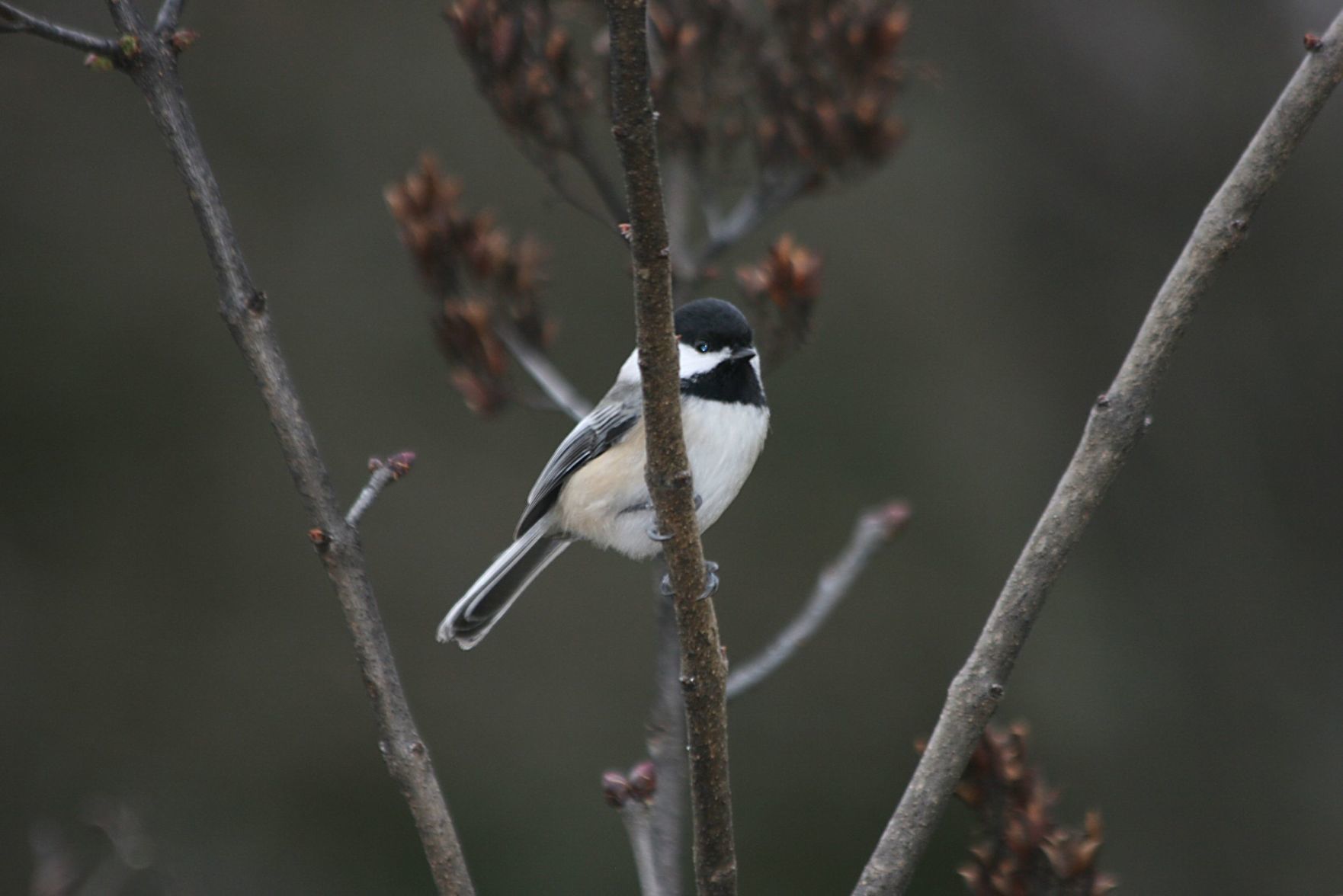 Black-capped chickadee